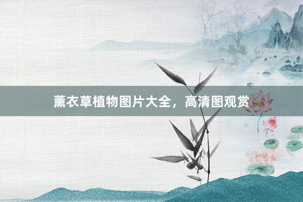 薰衣草植物图片大全，高清图观赏